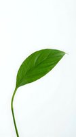 Single green leaf with curved stem isolated on white background, suitable for botanical designs, wellness branding, and eco-friendly marketing materials.