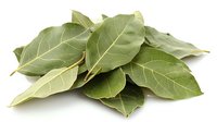 Fresh aromatic bay leaves scattered on white background, dried culinary herb spice ingredient for cooking and seasoning food, isolated with natural texture.