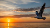 Seagull soaring over calm ocean waters during golden hour sunset with dramatic sky and sun reflection on water surface creating peaceful seascape scene.