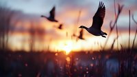 Flying ducks silhouettes against dramatic sunset sky with golden light bokeh and reed stalks, atmospheric nature scene capturing wildlife in motion.