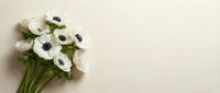 White anemone flowers with dark centers arranged as elegant bouquet on neutral beige background with copy space for wedding or spring design projects.