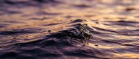 Ocean wave close-up with golden sunset light reflecting on water surface creating warm purple and orange tones for nature backgrounds.