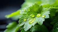 Fresh green leaf with morning dew drops in macro photography against dark background. Natural water droplets create crystal clear spheres on plant surface.