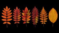 Autumn leaf collection featuring six isolated fall foliage designs in vibrant orange, red, and golden tones. Transparent background, ready for t-shirts, clipart, stickers, and print-on-demand projects.