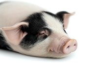Sleeping piglet close-up portrait showing pink nose and black and white markings on white background, isolated farm animal for veterinary and agricultural design projects.