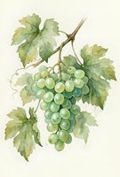 Watercolor grape cluster with green leaves on vine branch, botanical illustration for wine labels, kitchen decor, culinary designs and organic food packaging.