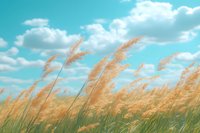 Golden pampas grass swaying in breeze against turquoise sky with fluffy white clouds, creating dreamy natural landscape atmosphere for outdoor design.