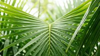 Close-up of vibrant green palm fronds with intricate leaf patterns creating natural geometric design in tropical forest setting for botanical backgrounds.