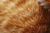 Close-up macro shot of ginger cat fur texture showing detailed orange and cream colored animal hair strands in soft natural lighting pattern.