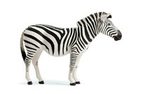 Plains zebra standing in profile view on white background, black and white striped African wild animal figure isolated for creative design and educational purposes.