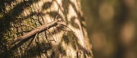 Close-up of tree bark texture with natural shadows and warm lighting creating organic patterns for nature backgrounds and environmental designs.