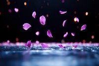 Falling pink flower petals on dark reflective surface with bokeh lights in background, creating magical atmospheric composition with shallow depth of field.