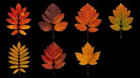 Seven vibrant autumn leaves in red, orange, and gold tones, isolated on transparent background. Ready for stickers, T-shirt design, clipart, and print on demand.