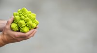 Unrecognizable person holding fresh romanesco broccoli with fractal florets against neutral background, suitable for food and nutrition content.