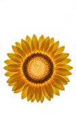 Vibrant sunflower with golden yellow petals and detailed brown center, isolated on white background for design projects.