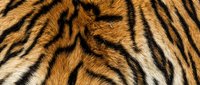 Tiger stripe pattern with warm golden and black tones, featuring realistic fur texture. Suitable for wildlife backgrounds, animal design projects, and nature-themed applications.