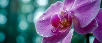 Purple orchid flower with delicate petals and intricate center patterns against soft teal bokeh background for spa wellness meditation nature photography.