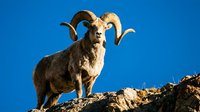Majestic bighorn sheep ram with curved horns standing on rocky cliff against clear blue sky in natural mountain habitat for wildlife photography.
