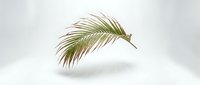 Single tropical palm leaf branch floating on clean white background isolated for design projects and botanical illustrations.