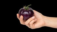 Hand holding a dark purple heirloom tomato, isolated on transparent background. Ready for stickers, print on demand, T-shirt design, and clipart use.