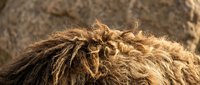 Close-up of a lion's mane with golden-brown fur texture, showcasing natural wildlife detail and animal characteristics for nature and wildlife content.