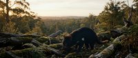 Wild boar foraging among fallen logs in natural forest habitat during golden hour sunset light creating peaceful wildlife scene.