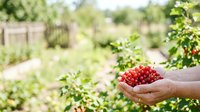 Farmer holding fresh red currants in hands over garden background with ripe berries on bush, harvesting organic fruit for food production and agriculture.