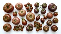 Assorted heirloom tomatoes in rich burgundy and brown tones arranged on white background. Fresh organic vegetables perfect for culinary photography and cooking.