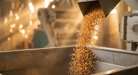 Grain pouring from industrial equipment into metal container at food processing facility with warm lighting creating agricultural production atmosphere.