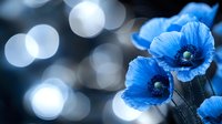 Vibrant blue poppies against dark background with soft bokeh lights creating dreamy atmosphere, macro floral photography for nature and garden themes.