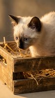 Adorable Siamese kitten with blue eyes sitting in a rustic wooden crate filled with straw in warm golden sunlight.