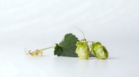 Fresh green hop cones with leaves on white background, natural ingredient for brewing beer and herbal medicine, isolated botanical composition.