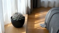 Potted succulent plant in black ceramic container on wooden nightstand beside bed with sunlight streaming through window, home decor.
