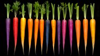 Colorful rainbow carrots arranged in row on black background, fresh organic heirloom vegetables with green tops showing variety of natural colors.