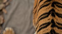Close-up detail of tiger fur showing distinctive orange and black striped pattern with natural texture and markings in wildlife photography.