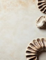 Minimalist composition with seashell fossils on beige textured background creating natural border design, suitable for elegant stationery and wall decor.