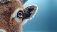 Close up view of brown cow eye and ear against blurred blue background showing gentle expression and soft fur texture in natural lighting.