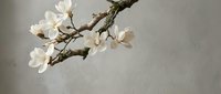 White magnolia flowers blooming on brown branch against soft gray background for spring decor and botanical design projects.