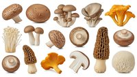 Collection of various edible mushroom varieties including shiitake, oyster, morel, chanterelle and enoki fungi isolated on white background for culinary design.