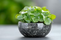Fresh green Pilea peperomioides Chinese money plant with round leaves in dark marble bowl against blurred background, modern minimalist home decor.