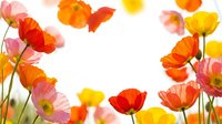 Vibrant poppy flowers in orange, pink and yellow colors creating natural border frame on white background for spring garden design projects.