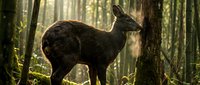 Young deer standing alert in sunlit forest with tall trees and dappled light filtering through canopy creating peaceful woodland atmosphere for nature content.