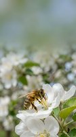 Honeybee collecting nectar from white apple blossom in spring orchard with soft blurred background for pollination and agriculture concepts.
