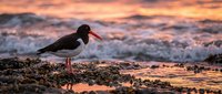 Oystercatcher bird standing on rocky shore at sunset with ocean waves and dramatic orange sky reflecting on wet sand creating peaceful coastal scene.