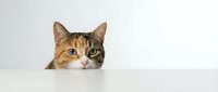 Curious tabby cat with bright green eyes peeking over white surface against neutral background for pet care and animal behavior concepts.