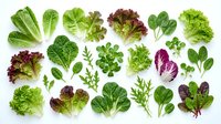 Fresh organic salad greens and leafy vegetables collection isolated on white background for healthy cooking and nutrition concepts.