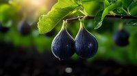 Fresh ripe black figs hanging on tree branch with green leaves in sunlight. Natural organic fruit growing in garden, healthy Mediterranean food concept.