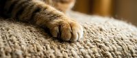 Close-up of a cat's paw resting on a beige textured fabric surface, showing detailed fur and claws for pet care and comfort themes.
