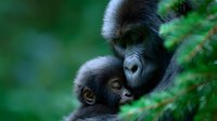 Tender moment between adult and baby gorilla in natural habitat, surrounded by lush green foliage. Close-up view captures intimate bonding and nurturing behavior in wildlife.