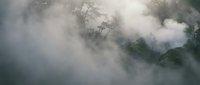 Misty forest canopy with dramatic fog and sunlight filtering through trees creating atmospheric woodland scene for nature backgrounds and environmental concepts.